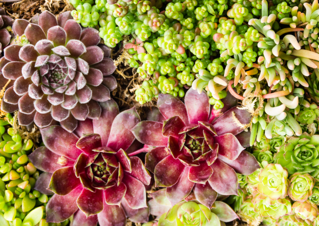 sedumplanten in verschillende soorten en kleuren